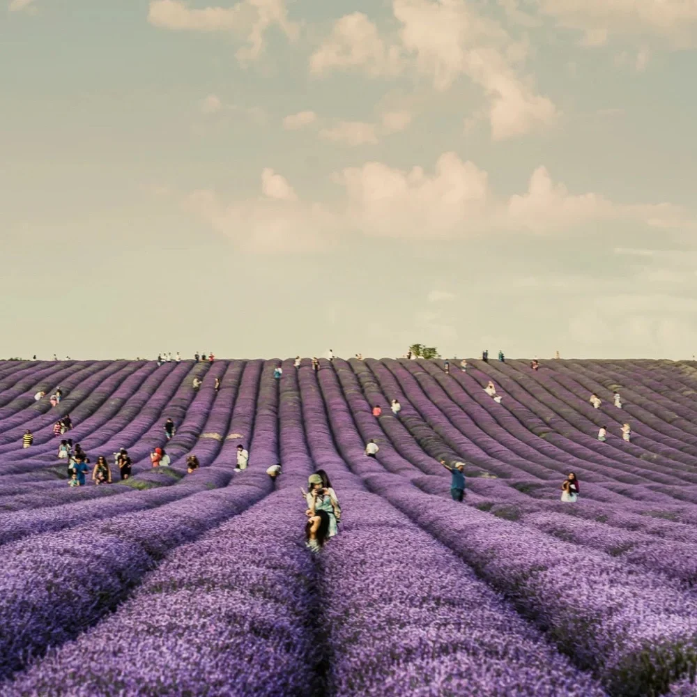 Sand + Fog French Lavender Candle 12oz, 2 Wick - Picture 4 of 12